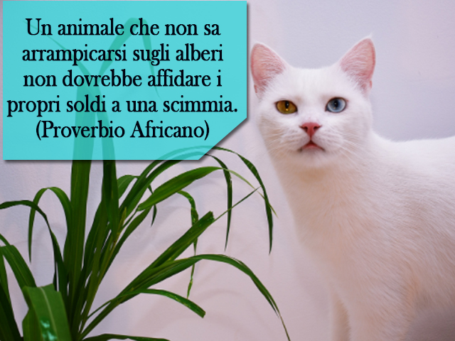 Un animale che non sa arrampicarsi sugli alberi non dovrebbe affidare i propri soldi a una scimmia.(Proverbio Africano)