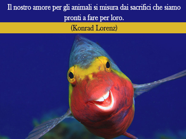 Il nostro amore per gli animali si misura dai sacrifici che siamo pronti a fare per loro.(Konrad Lorenz)