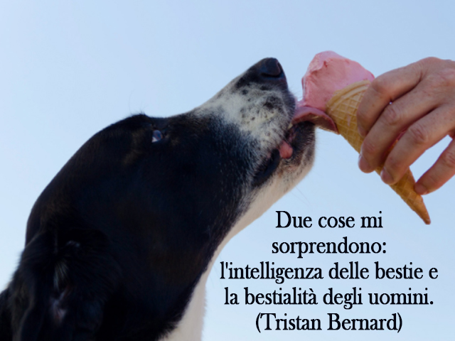 Due cose mi sorprendono: l'intelligenza delle bestie e la bestialità degli uomini.(Tristan Bernard)