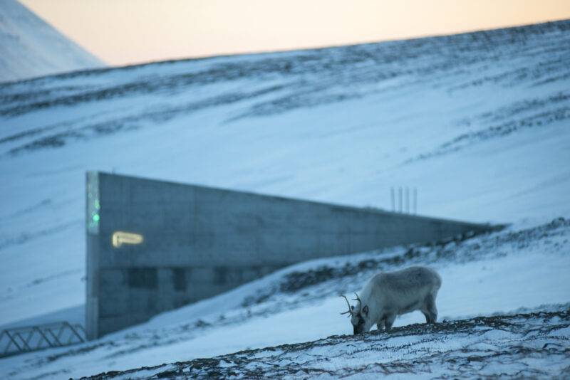 Credits: www.seedvault.no