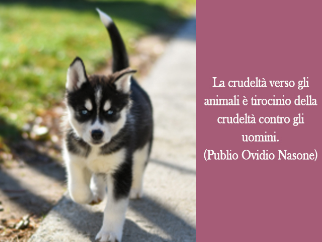 La crudeltà verso gli animali è tirocinio della crudeltà contro gli uomini.(Publio Ovidio Nasone)