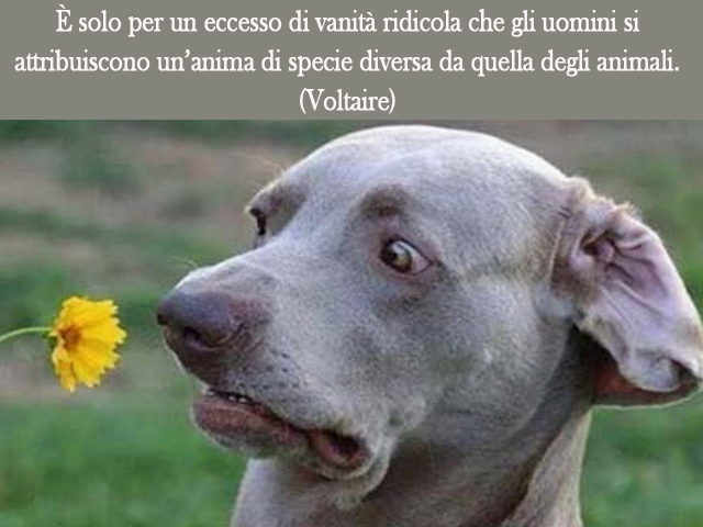 È solo per un eccesso di vanità ridicola che gli uomini si attribuiscono un’anima di specie diversa da quella degli animali.(Voltaire)