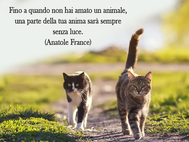 Fino a quando non hai amato un animale, una parte della tua anima sarà sempre senza luce.(Anatole France)