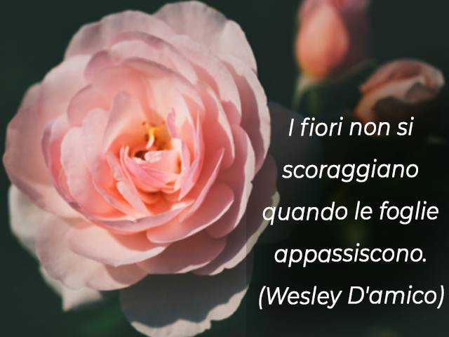 I fiori non si scoraggiano quando le foglie appassiscono.(Wesley D'amico)