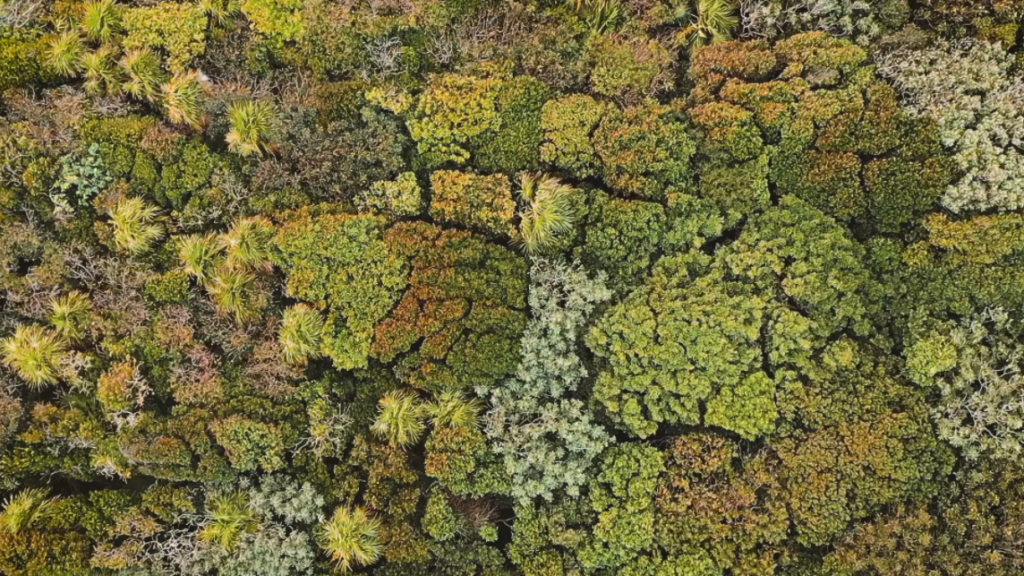 Fenomeno della crown shyness ripreso dall'altoCredits: Dimitar Karanikolov