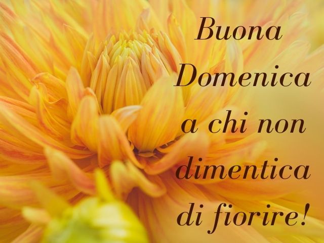 Buona domenica a chi non dimentica di fiorire!