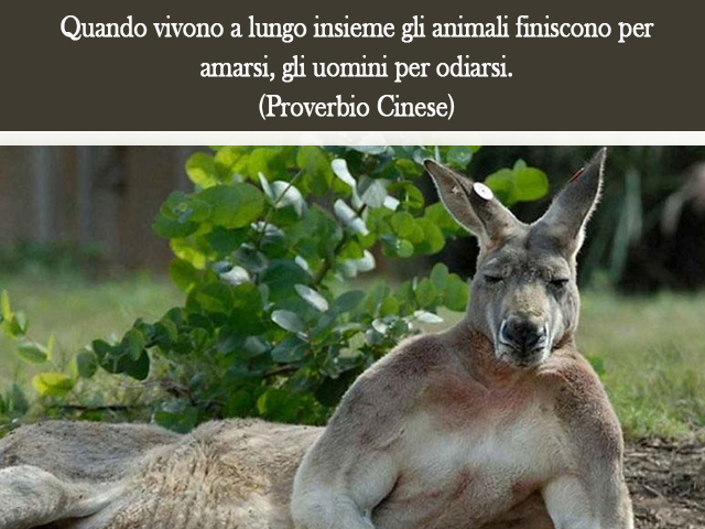 Quando vivono a lungo insieme gli animali finiscono per amarsi, gli uomini per odiarsi.(Proverbio Cinese)