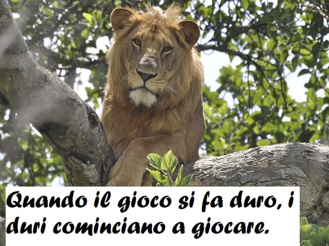 Quando il gioco si fa duro, i duri cominciano a giocare.