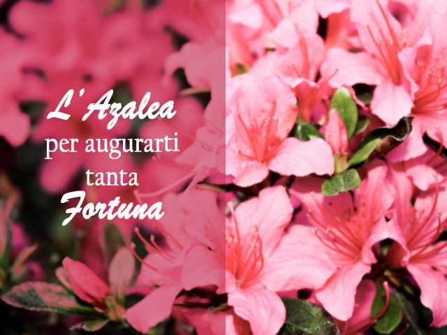 L'Azalea per augurarti tanta fortuna.