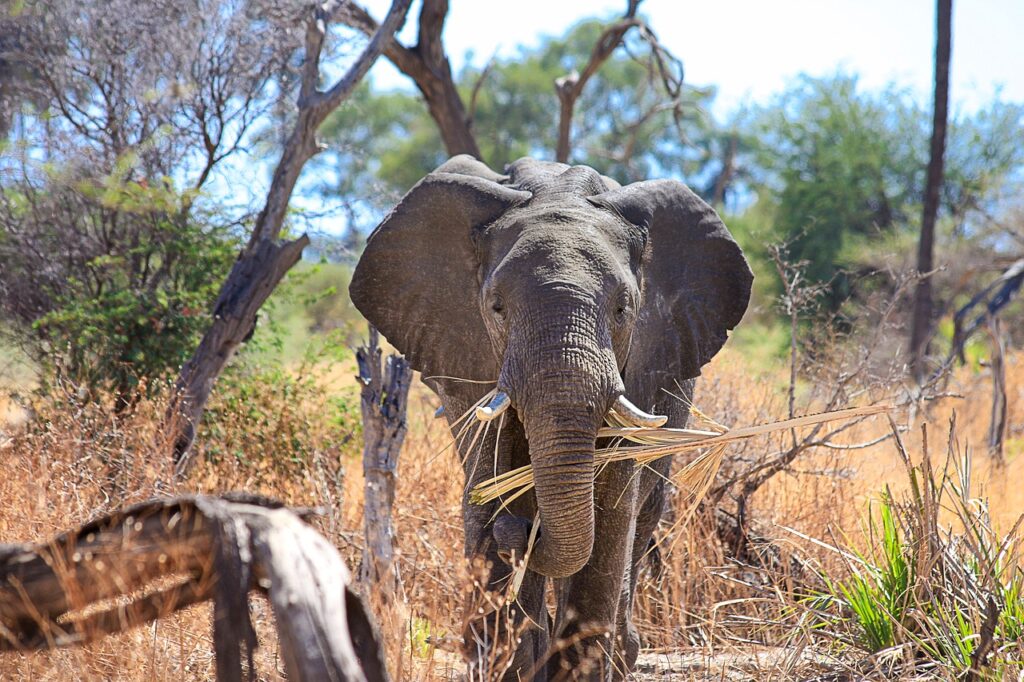 animali ubriachi - elefante africano