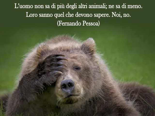 L’uomo non sa di più degli altri animali; ne sa di meno. Loro sanno quel che devono sapere. Noi, no.(Fernando Pessoa)