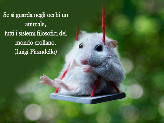 Se si guarda negli occhi un animale, tutti i sistemi filosofici del mondo crollano.(Luigi Pirandello)