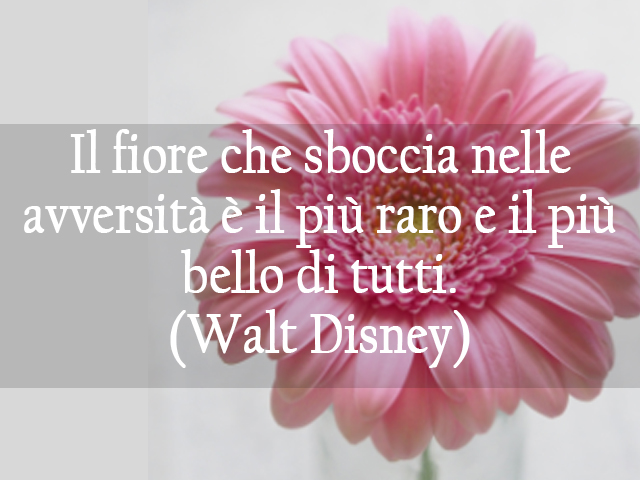 Il fiore che sboccia nelle avversità è il più raro e il più bello di tutti.(Walt Disney)