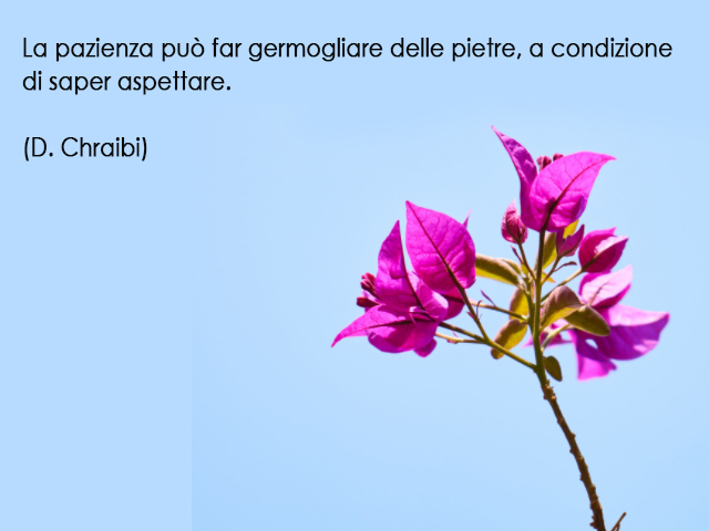 La pazienza può far germogliare delle pietre, a condizione di saper aspettare.(D. Chraibi)