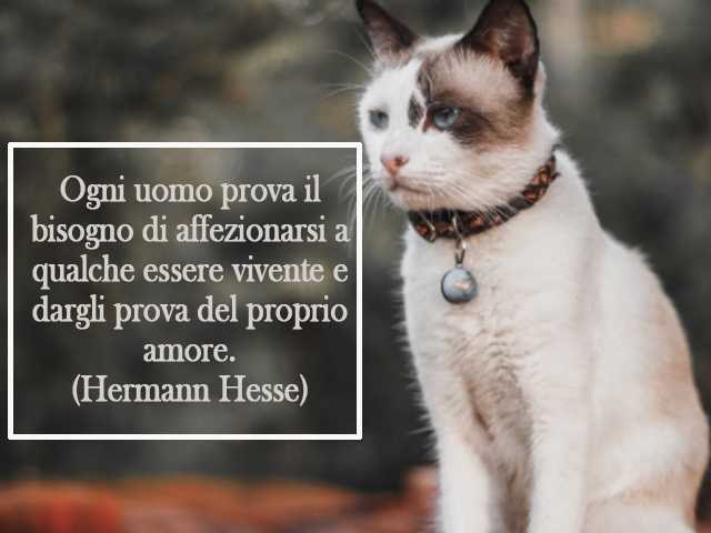 Ogni uomo prova il bisogno di affezionarsi a qualche essere vivente e dargli prova del proprio amore.(Hermann Hesse)