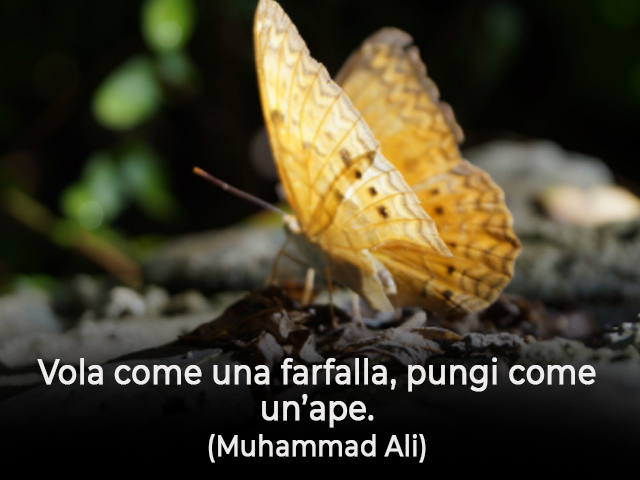 Vola come una farfalla, pungi come un’ape.(Muhammad Ali)