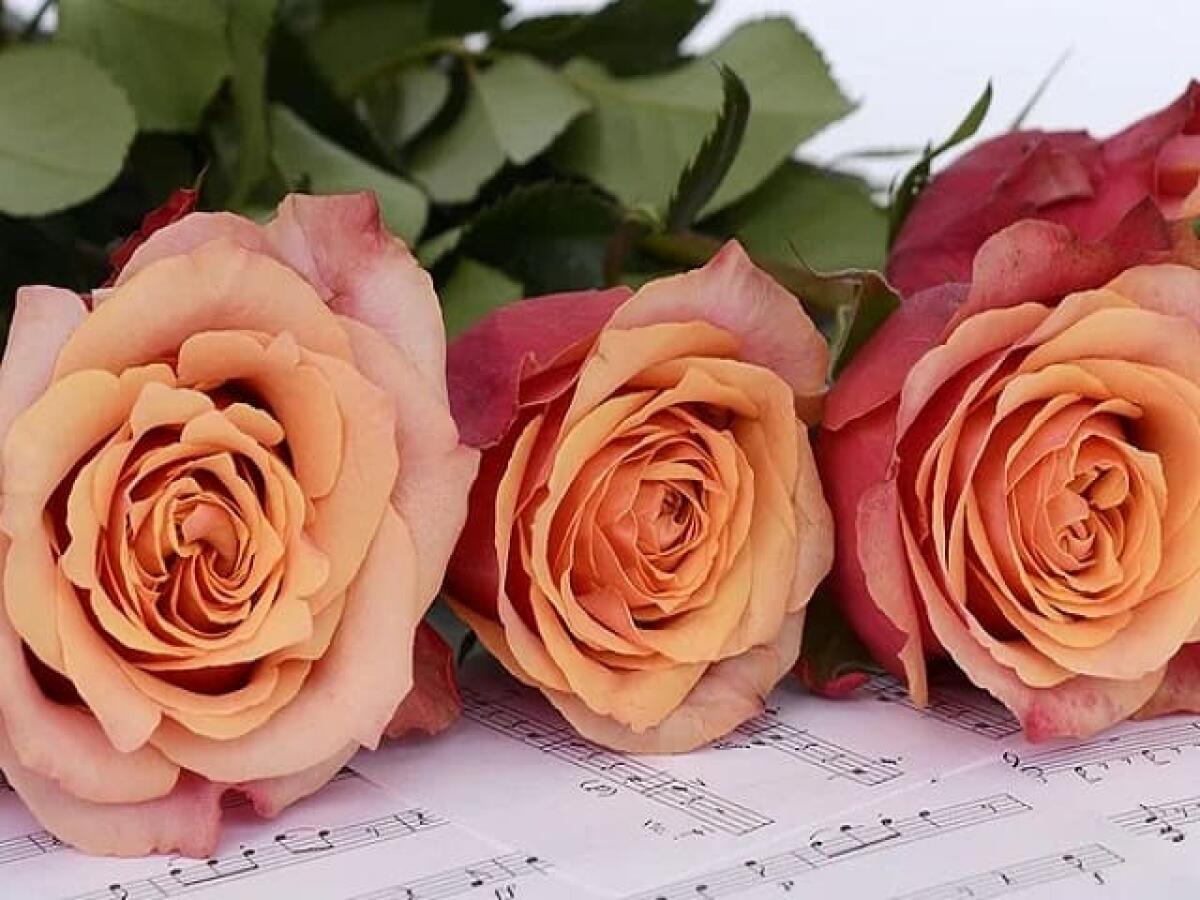 Frasi sulle rose: 220 aforismi, citazioni, canzoni e immagini su questi meravigliosi fiori - 