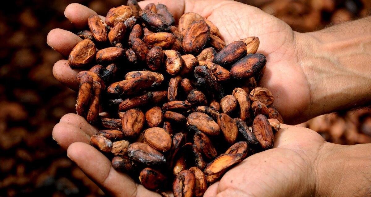 Il cioccolato come moneta: quando per i Maya il cacao era oro - 