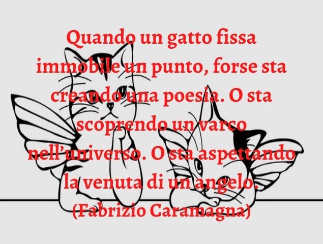 Quando un gatto fissa immobile un punto, forse sta creando una poesia. O sta scoprendo un varco nell’universo. O sta aspettando la venuta di un angelo.(Fabrizio Caramagna)