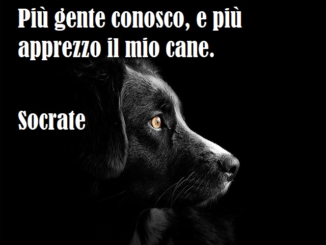 Più gente conosco, e più apprezzo il mio cane. (Socrate)