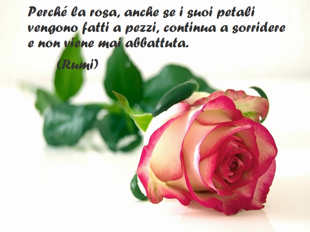Perché la rosa, anche se i suoi petali vengono fatti a pezzi, continua a sorridere e non viene mai abbattuta. (Rumi)
