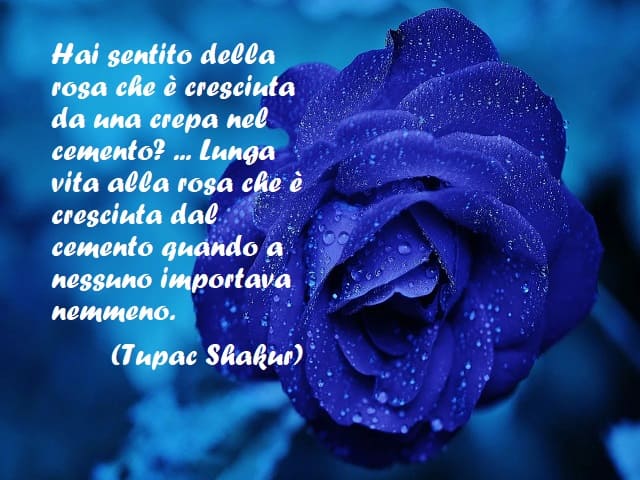 Hai sentito della rosa che è cresciuta da una crepa nel cemento? ... Lunga vita alla rosa che è cresciuta dal cemento quando a nessuno importava nemmeno. (Tupac Shakur)