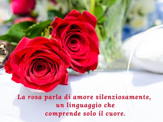 La rosa parla di amore silenziosamente, un linguaggio che comprende solo il cuore.