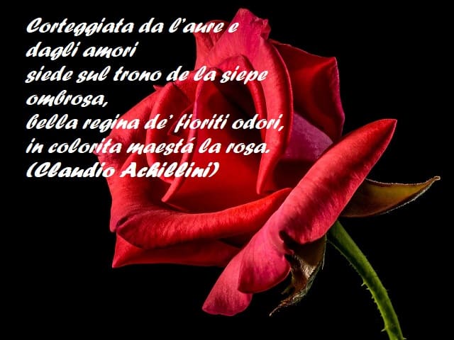Corteggiata da l’aure e dagli amori siede sul trono de la siepe ombrosa, bella regina de’ fioriti odori, in colorita maestá la rosa. (Claudio Achillini)