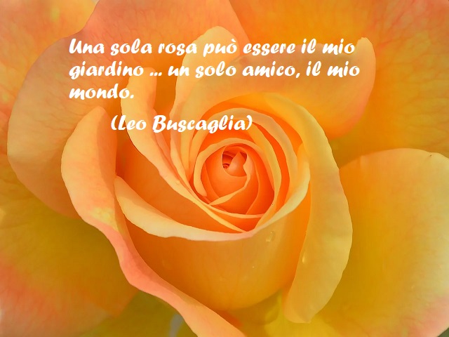 Una sola rosa può essere il mio giardino ... un solo amico, il mio mondo. (Leo Buscaglia)