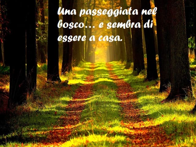 Una passeggiata nel bosco… e sembra di essere a casa.