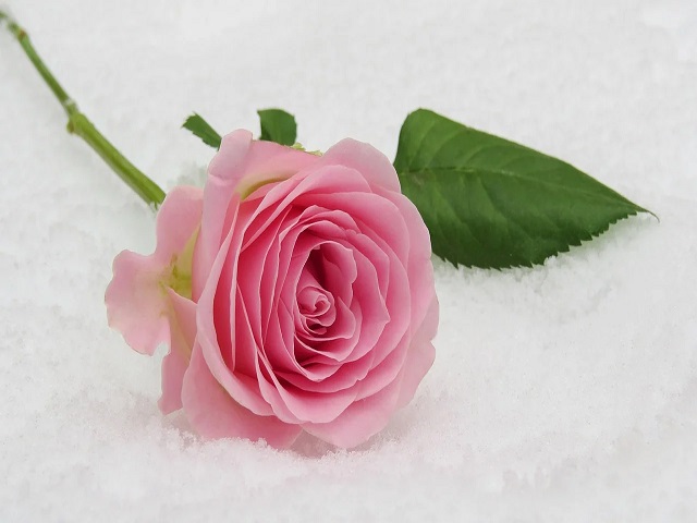 immagini di rose da colorare