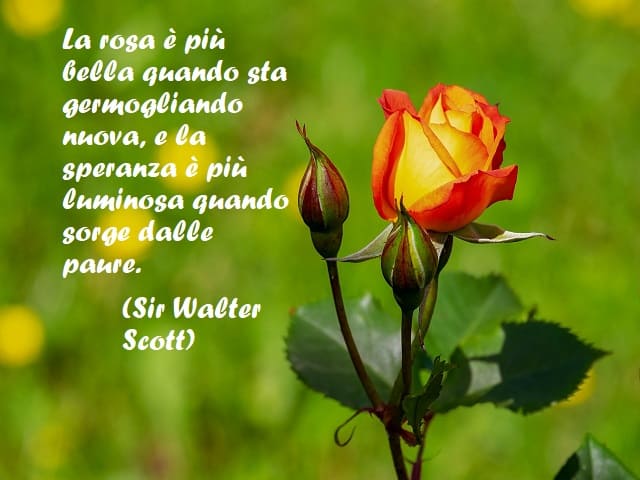 La rosa è più bella quando sta germogliando nuova, e la speranza è più luminosa quando sorge dalle paure. (Sir Walter Scott)