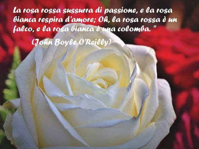 La rosa rossa sussurra di passione, e la rosa bianca respira d'amore; Oh, la rosa rossa è un falco, e la rosa bianca è una colomba. " (John Boyle O'Reilly)