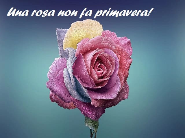 Una rosa non fa primavera!