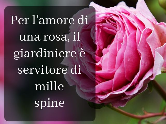 Per l'amore di una rosa, il giardiniere è servitore di mille spine.