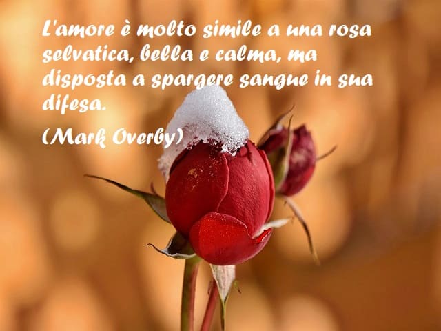 L'amore è molto simile a una rosa selvatica, bella e calma, ma disposta a spargere sangue in sua difesa. (Mark Overby)