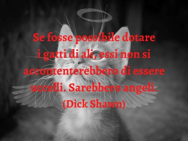 Se fosse possibile dotare i gatti di ali, essi non si accontenterebbero di essere uccelli. Sarebbero angeli.(Dick Shawn)