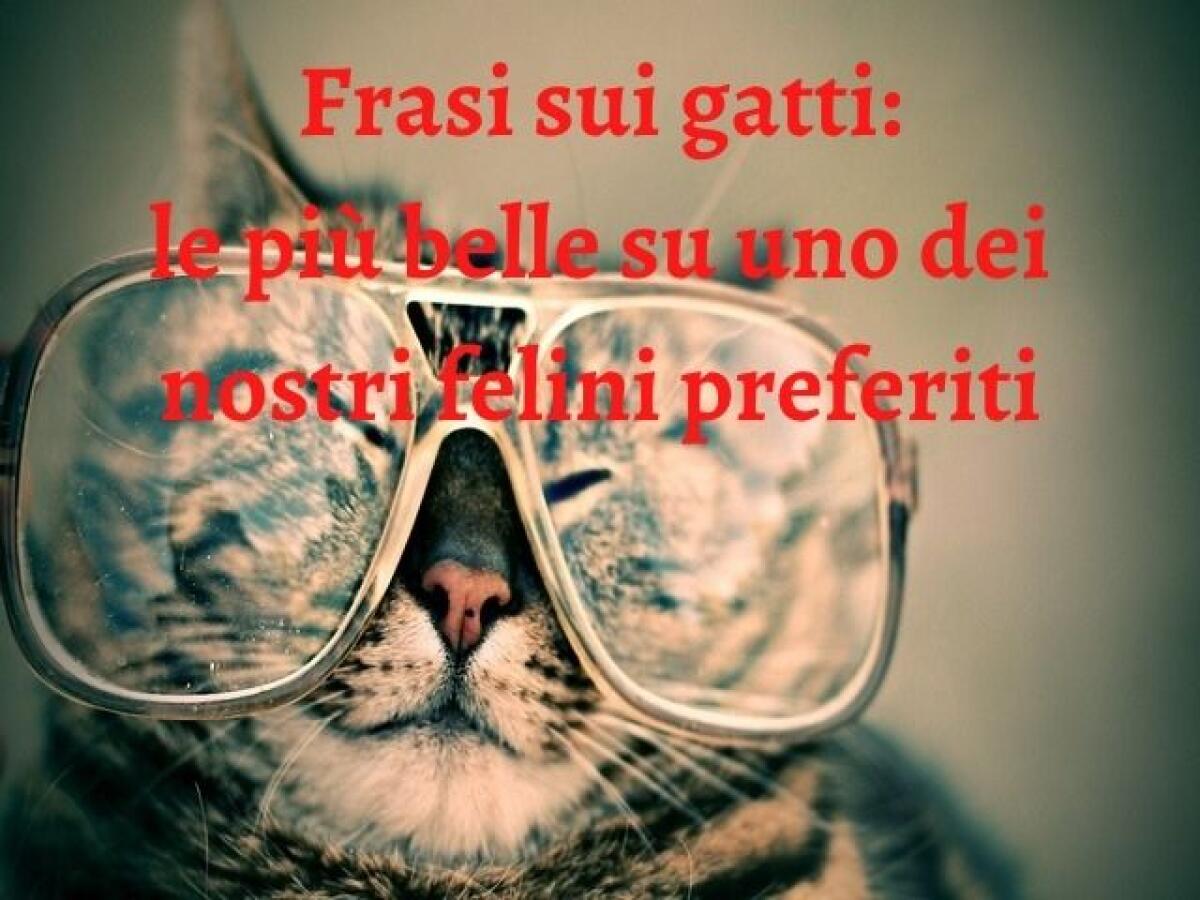 Frasi sui gatti: 240 tra i pensieri più belli su uno dei felini preferiti - 