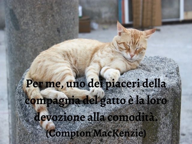 Per me, uno dei piaceri della compagnia del gatto è la loro devozione alla comodità.(Compton MacKenzie)