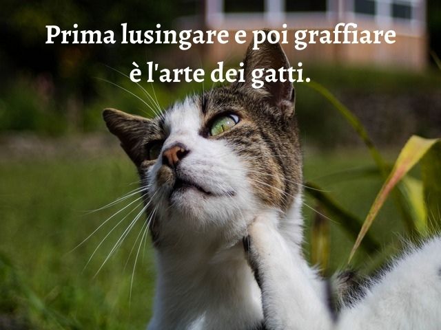 Prima lusingare e poi graffiare è l'arte dei gatti.