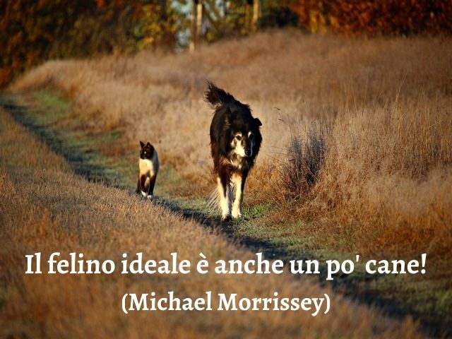 Il felino ideale è anche un po' cane!(Michael Morrissey)
