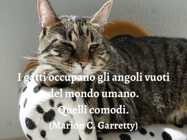 I gatti occupano gli angoli vuoti del mondo umano. Quelli comodi.(Marion C. Garretty)