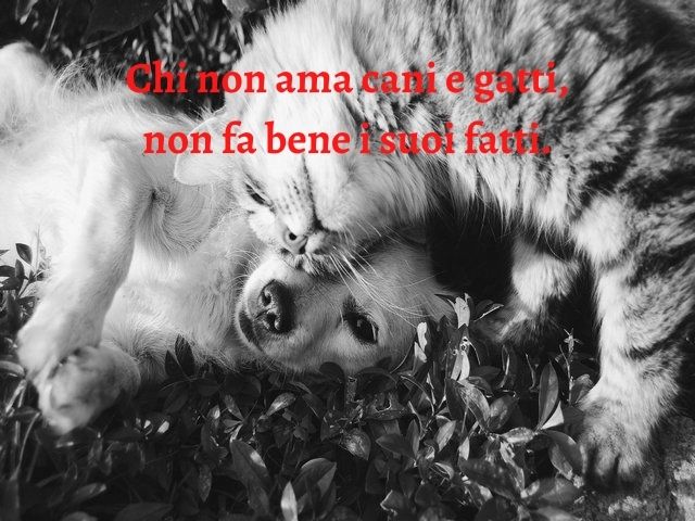 Chi non ama cani e gatti, non fa bene i suoi fatti.