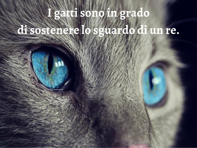 I gatti sono in grado di sostenere lo sguardo di un re.