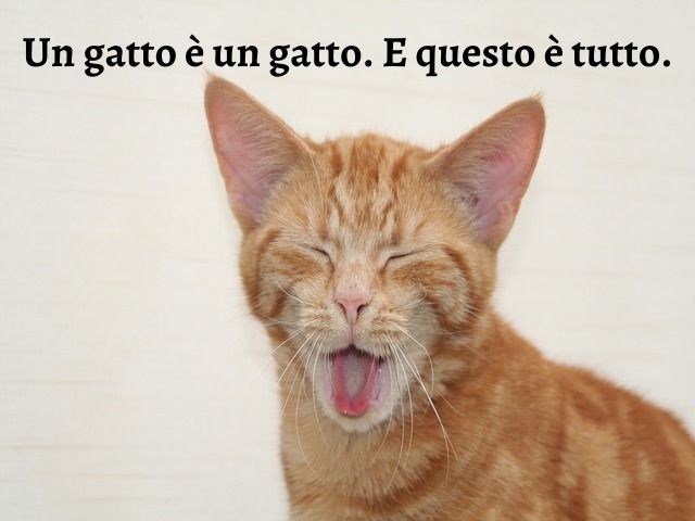Un gatto è un gatto. E questo è tutto.