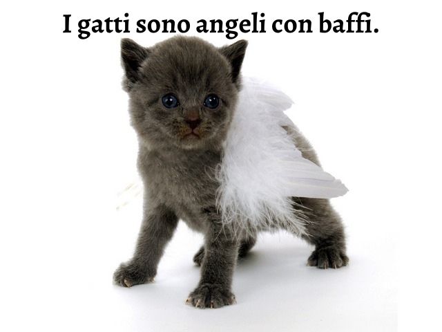 I gatti sono angeli con baffi.