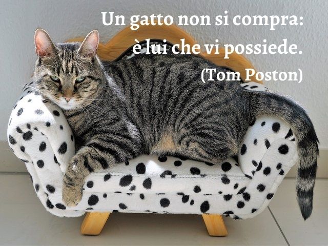 Un gatto non si compra: è lui che vi possiede.(Tom Poston)