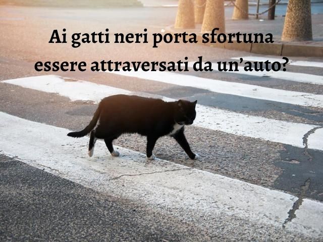 Ai gatti neri porta sfortuna essere attraversati da un’auto?