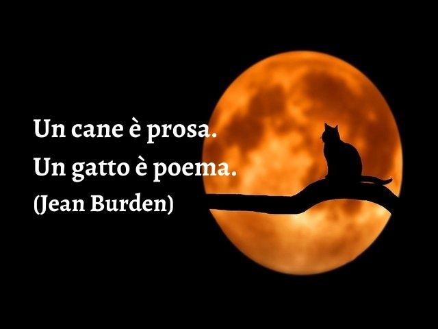 Un cane è prosa. Un gatto è poema.(Jean Burden)