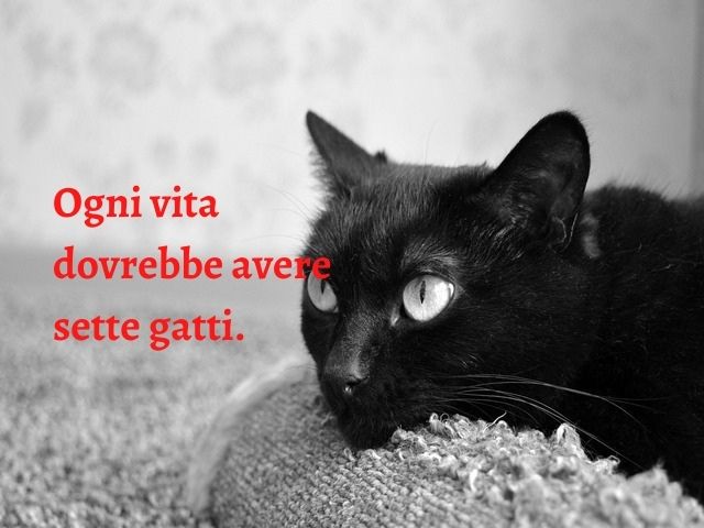 Ogni vita dovrebbe avere sette gatti.